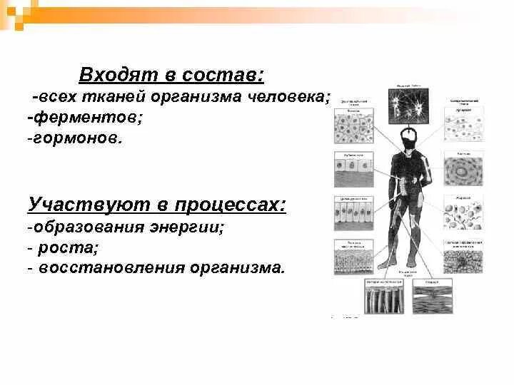 Химический состав ткани организма. В состав тканей человека входят:. рост и восстановление тканей в организме. что входит в состав ткани. рост типы роста тканей и органов у человека.