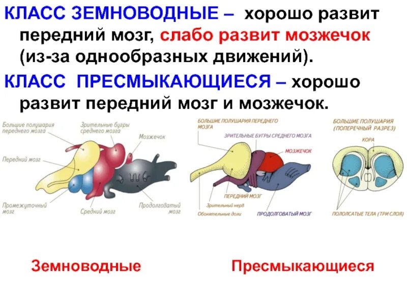 Мозжечок земноводных по сравнению с рыбами