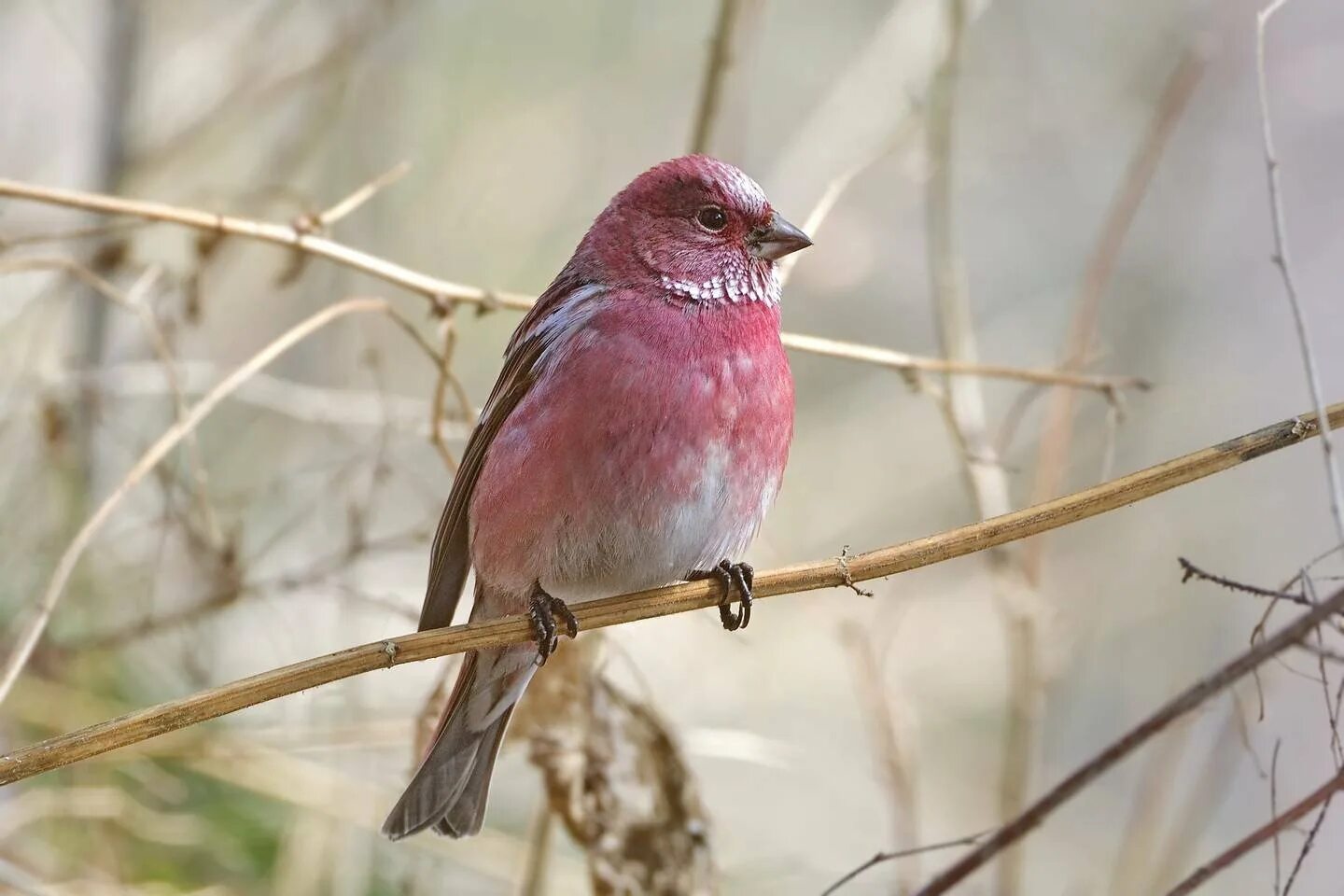 Красная птичка сибирь. Carpodacus roseus. Сибирская чечевица Вьюрковые. Сибирская чечевица птица. Carpodacus dubius.