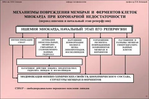 Механизмы повреждения мембран клеток