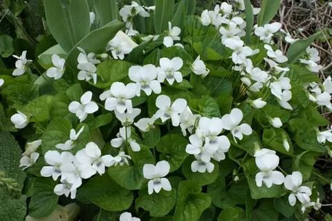 Многолетние цветы фиалка