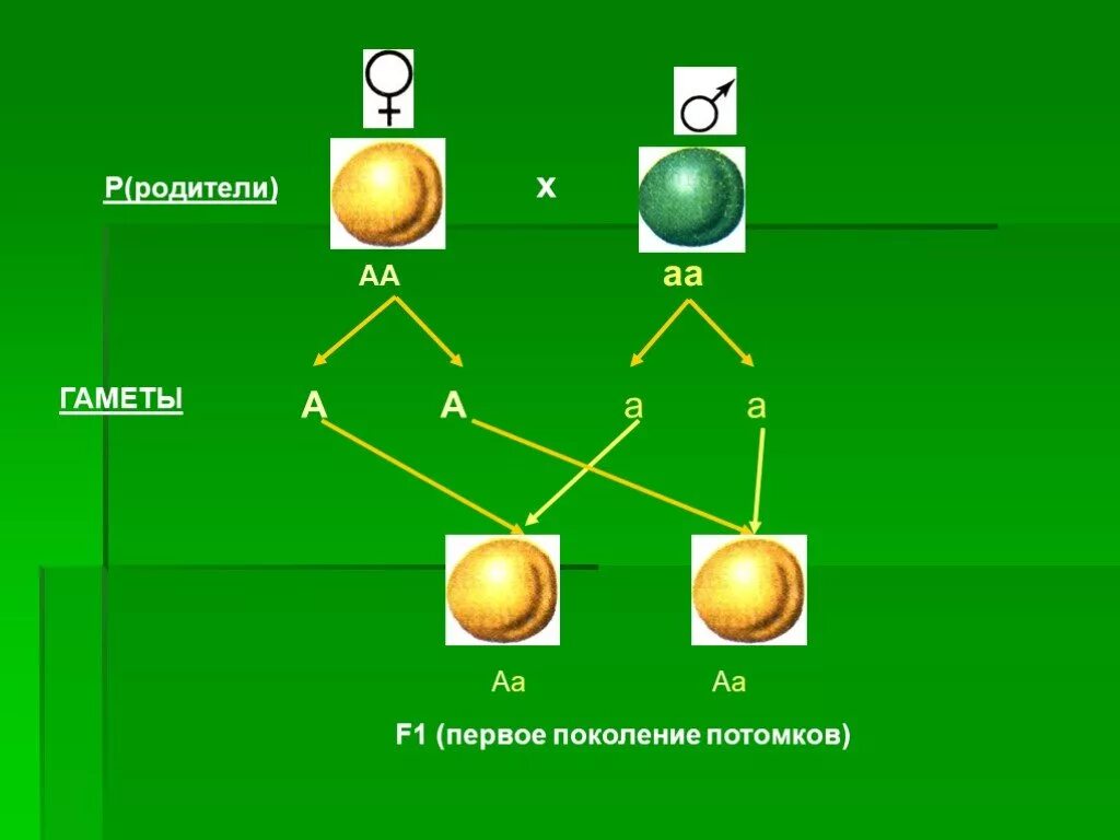 Родители аа аа