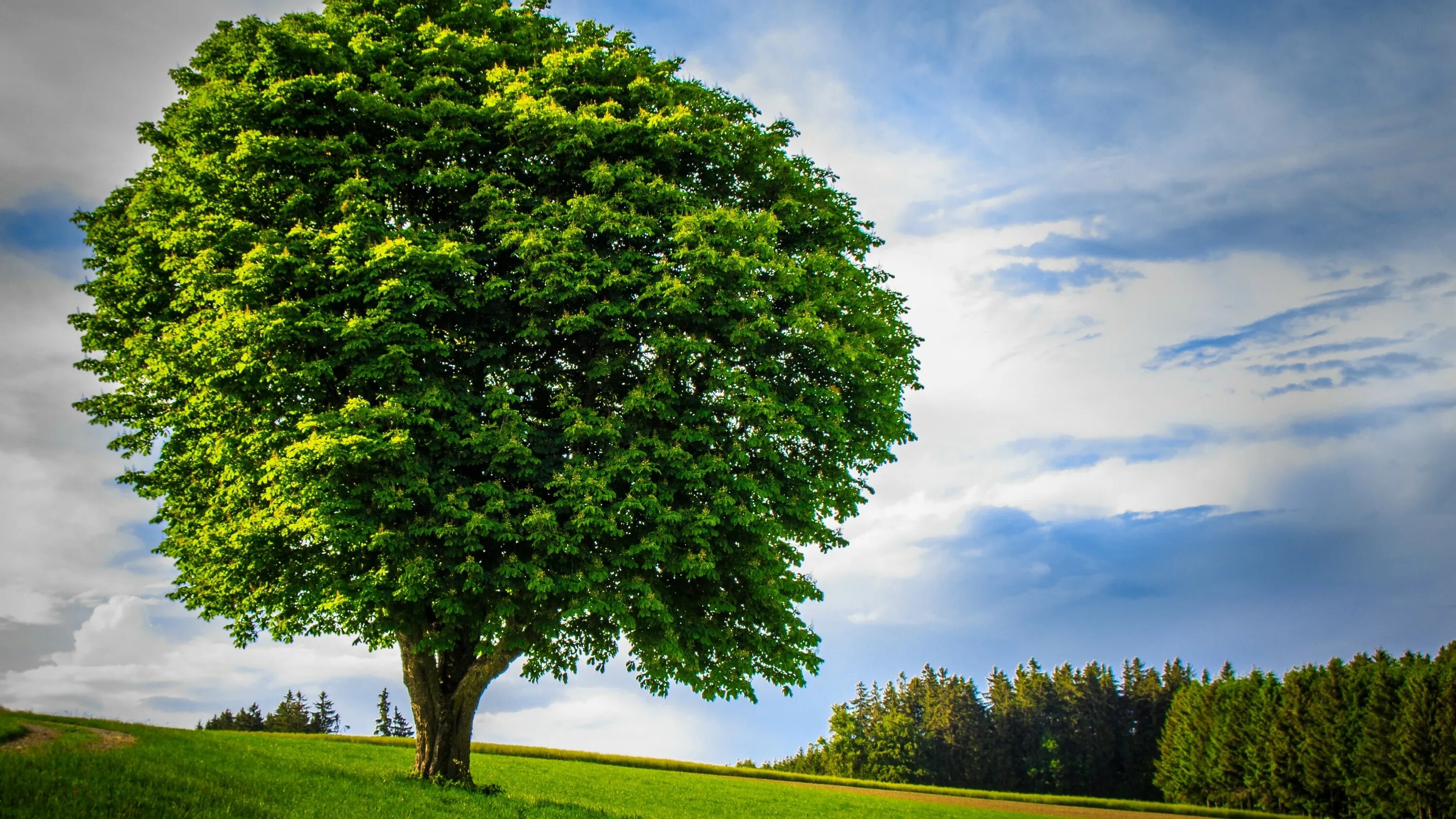 Tree tree shampoo