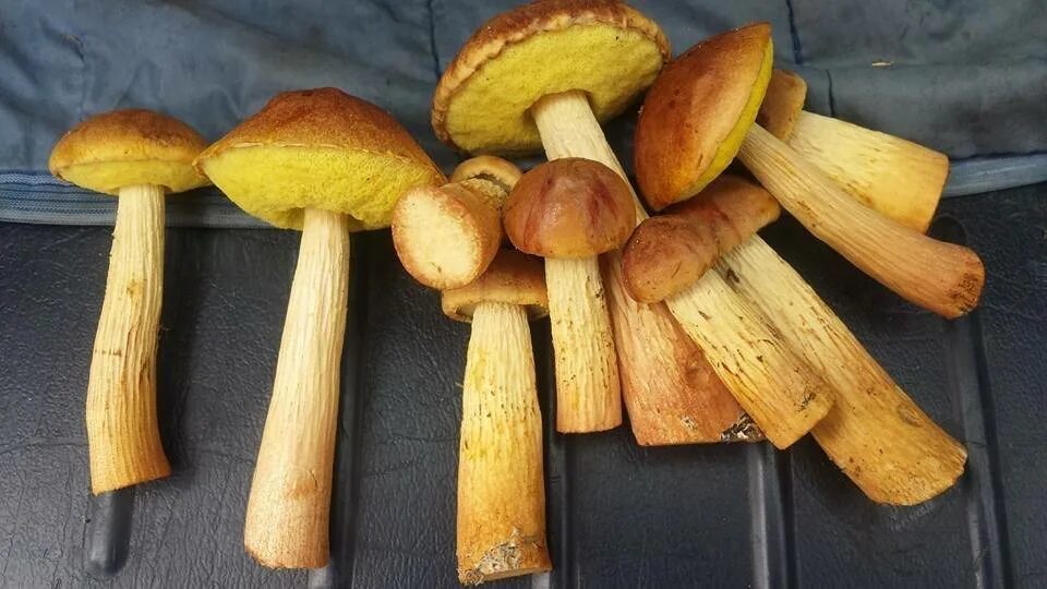 Боровик золотистый aureoboletus projectellus. Гриб золотистый боровик. Гриб золотистый боровик. Золотистый боровик фото. Золотистый гриб куршская коса.