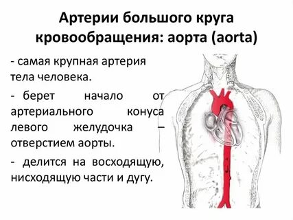 Аорта артерии большого круга кровообращения