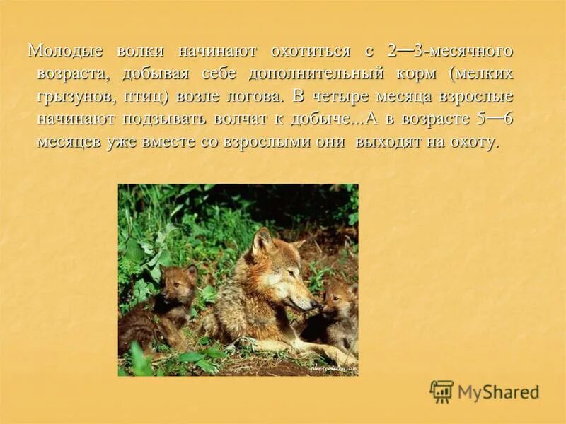 Если предположить что волчонок с месячного возраста