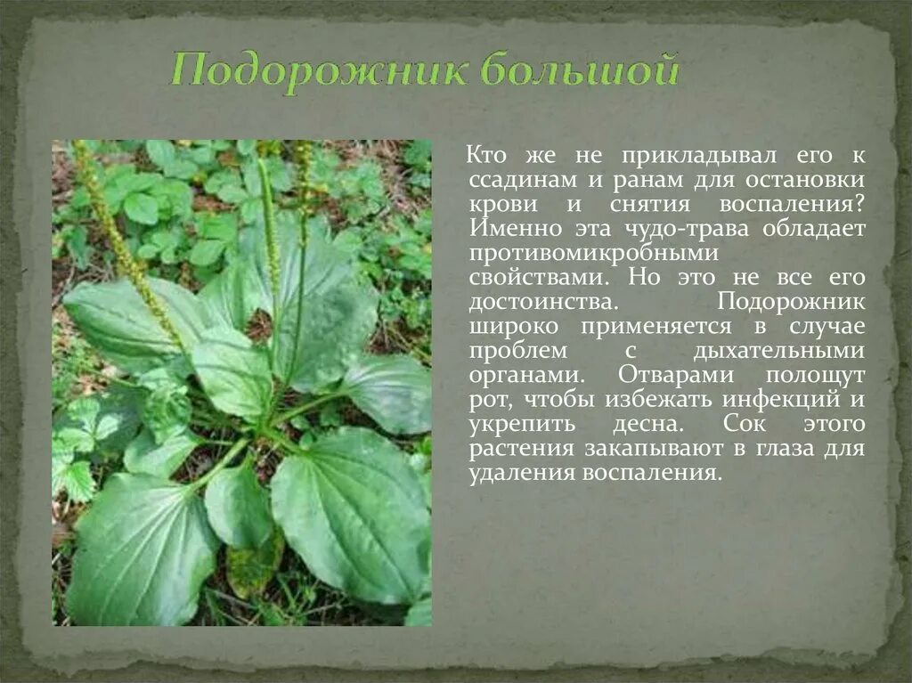 Послушайте текст почему подорожник получил такое название