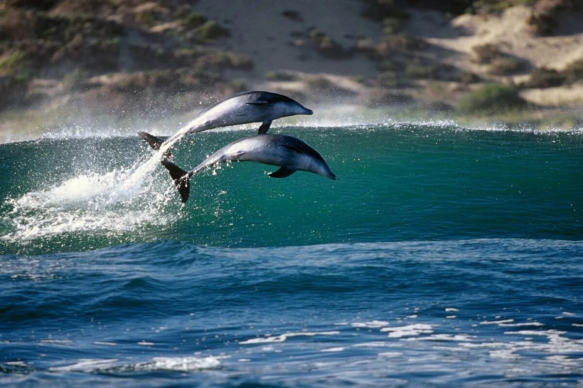 Дельфин-Афалина. Черноморская Афалина. Дельфины в море. Фото дельфина. Скорость дельфина в воде