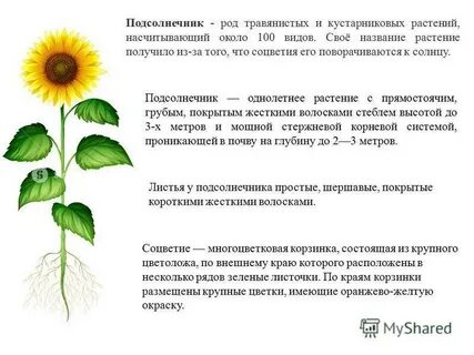 Подсолнечник систематика