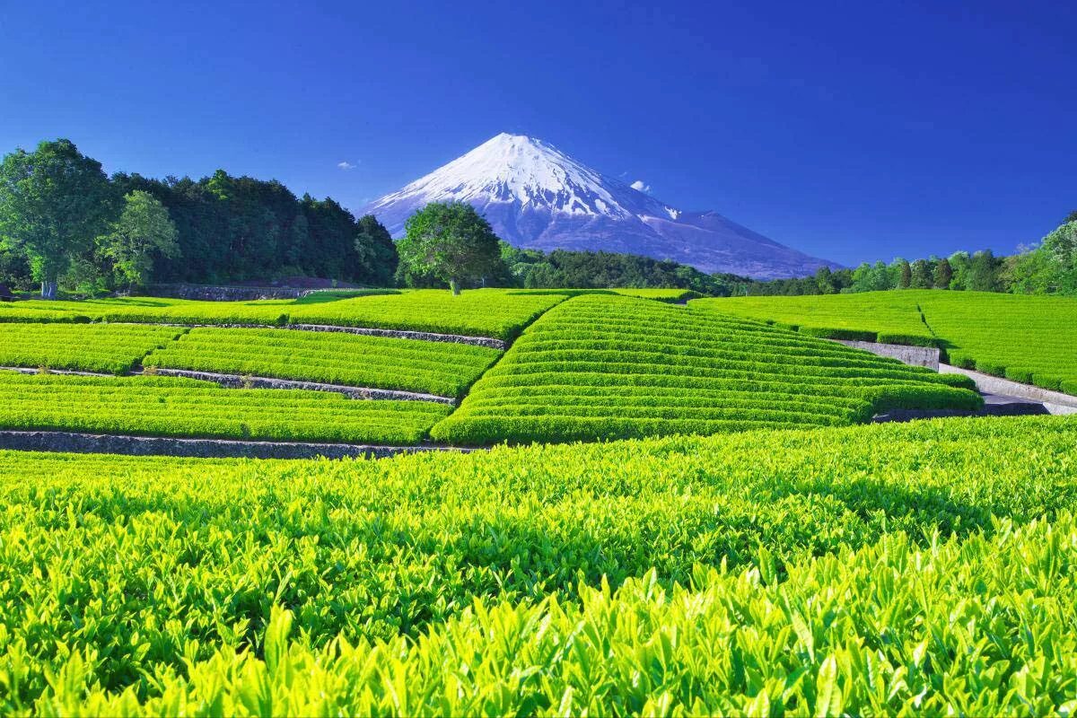 Tea fields