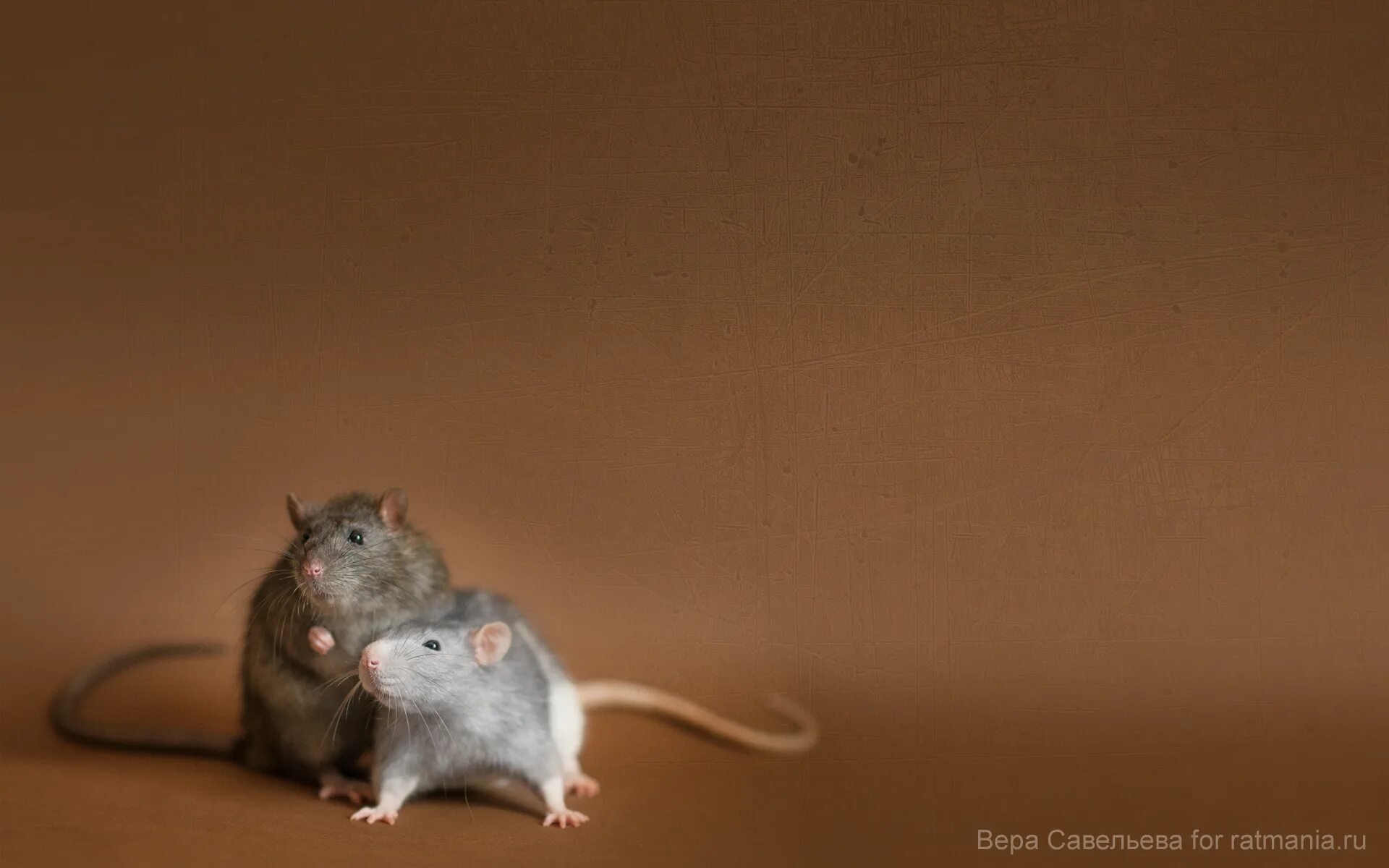 фон с крысами. мышь. мышка. смешные мышки. мышонок в банке.