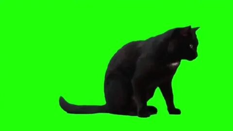 Коты хромакей