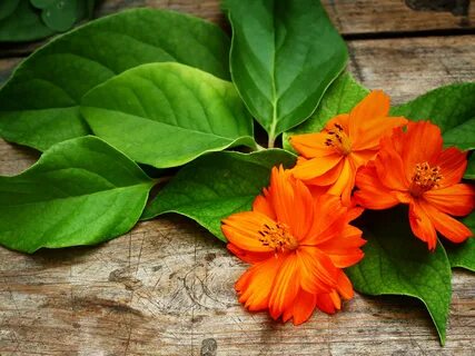 Orange flower