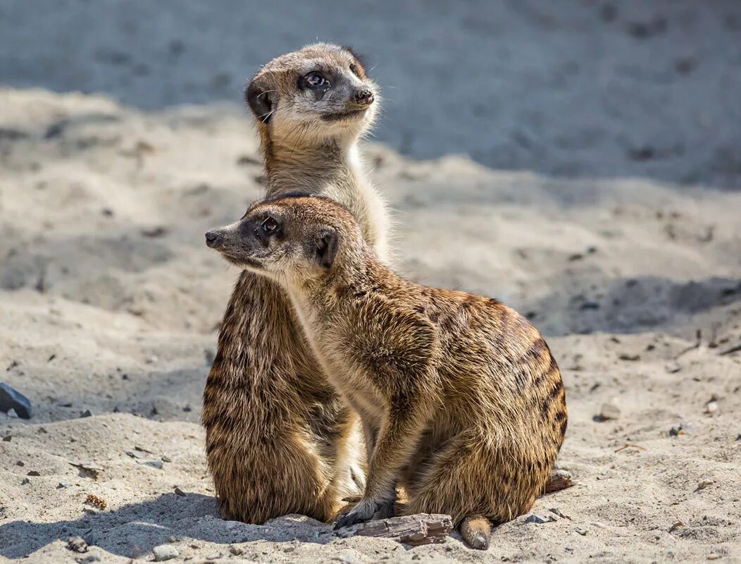 карликовый сурикат. сурикаты фильм 2008. саванна сурикаты. смешной зверек. сурикаты уральские.