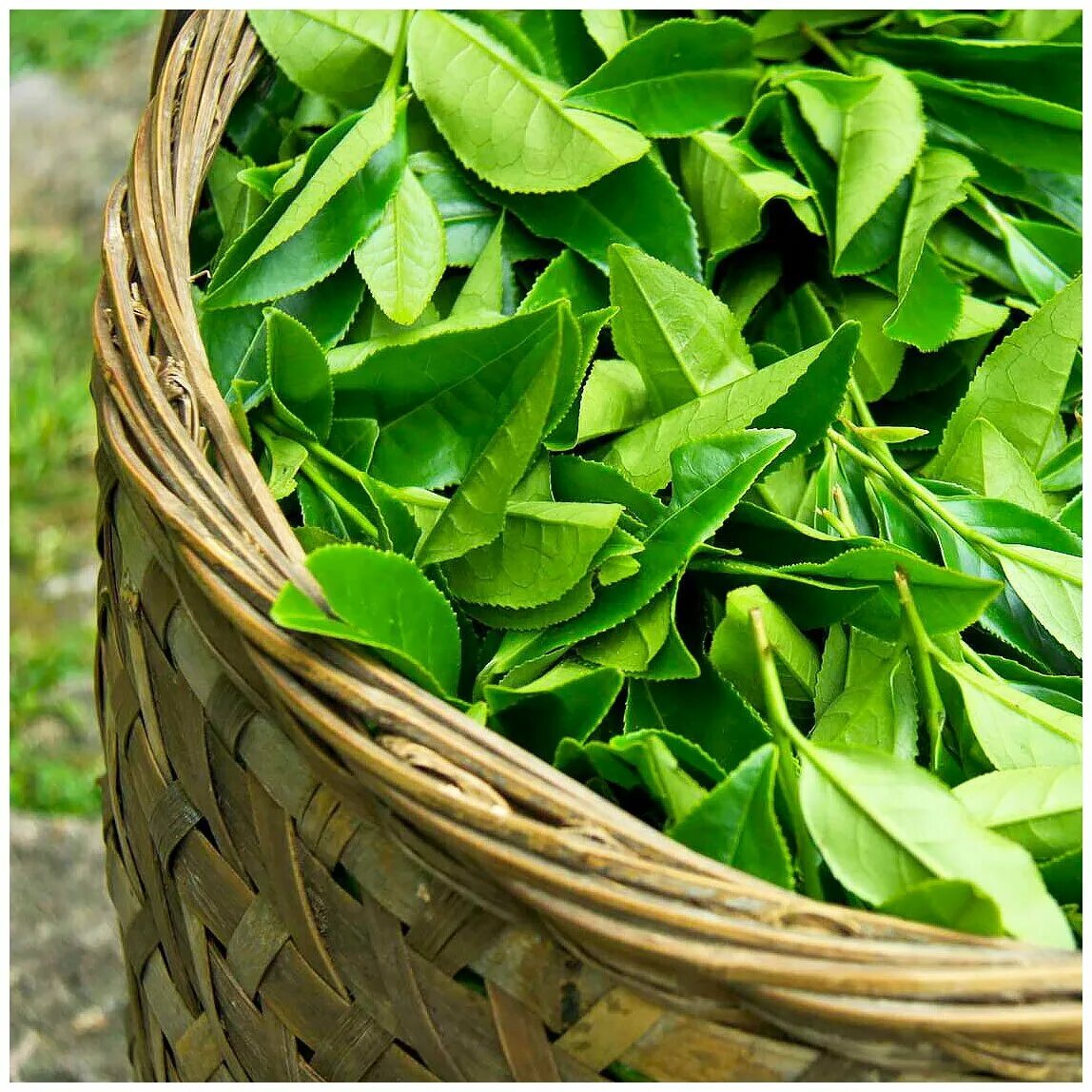 Листья чая купить. Экстракт зеленого чая (Сamellia sinensis). Чайный лист Камелия Синенсис. Листья чая. Зеленый чай листья.