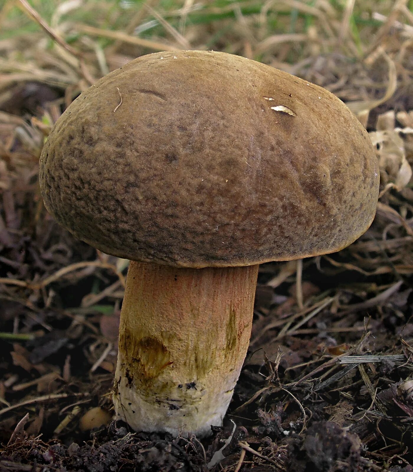 Что это за гриб. Моховик коричневый Xerocomus ferrugineus. Моховик бархатный гриб. Моховик коричневый (Boletus ferrugineus). Моховик бархатный гриб съедобный.
