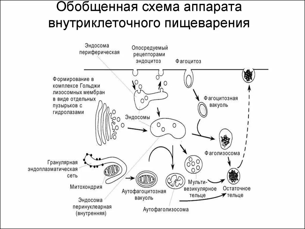 Аппарат внутриклеточного переваривания лизосомы. Внутриклеточное переваривание лизосом. Клеточное пищеварение схема ЕГЭ. Аппарат внутриклеточного переваривания строение. Объект лизосома центриоль процесс внутриклеточное пищеварение