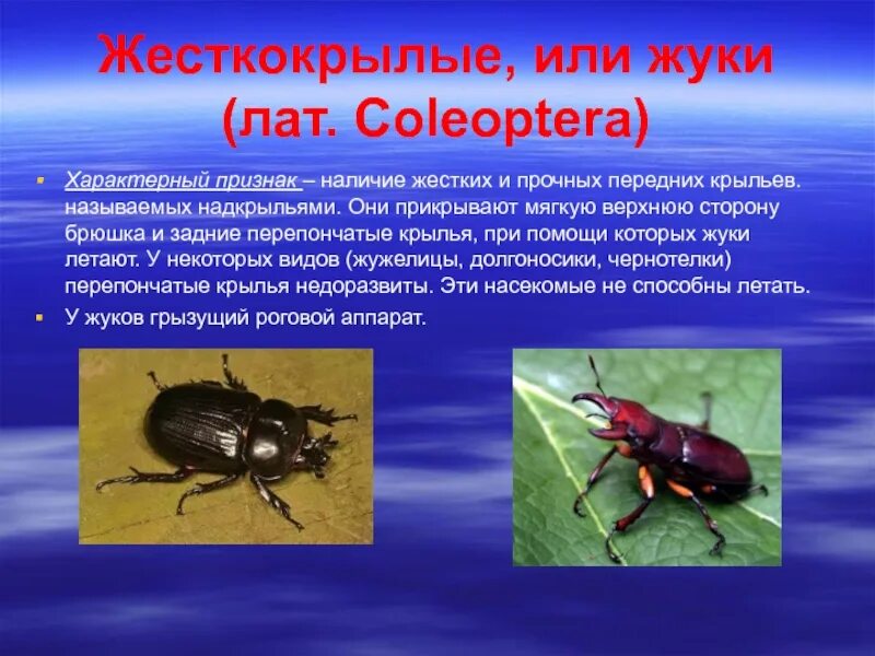 Тип развития жесткокрылых. Жесткокрылые жуки представители. представители жесткокрылых жуков. отряд жуки презентация. жесткокрылые жуки презентация.