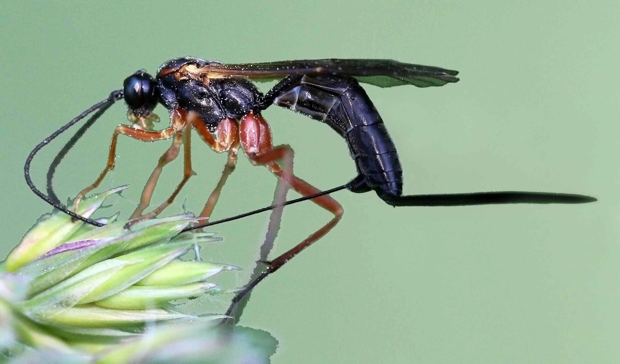 Комар наездник насекомое. Оса ichneumon. габробракон энтомофаг. муха ichneumon. наездник-ихневмонид.
