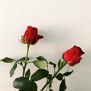Любовь двух роз