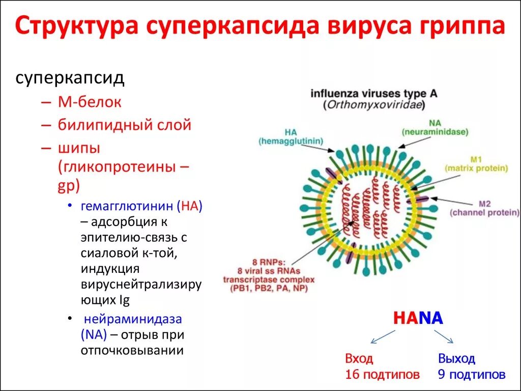 Грипп состав. Структура вируса гриппа микробиология. Строение вируса с суперкапсидом. Строение вириона вируса гриппа. Основные структурные белки вируса гриппа а.