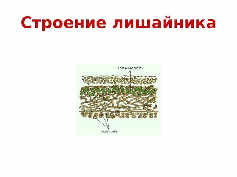 Гифы лишайников. Строение слоевища лишайника рисунок. строение лишайников биология. схема строения лишайников. строение лишайников рисунок.