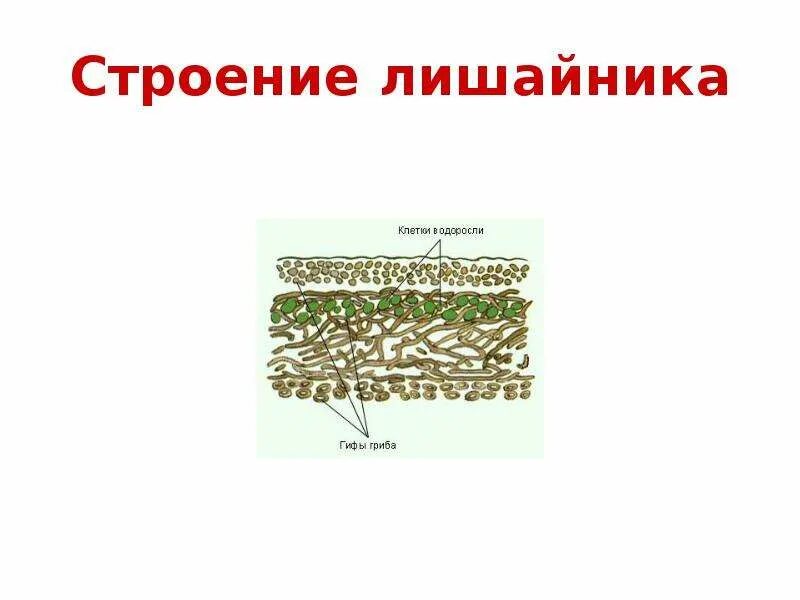 Лишайники биология строение. Строение лишайника 5 класс биология. Внешнее и внутреннее строение лишайников. Модель внутреннего строения лишайника биология 5. Модель лишайника по биологии 5.