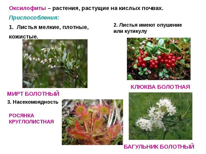 Псаммофиты места обитания приспособления примеры растений Растения различных мест обитания