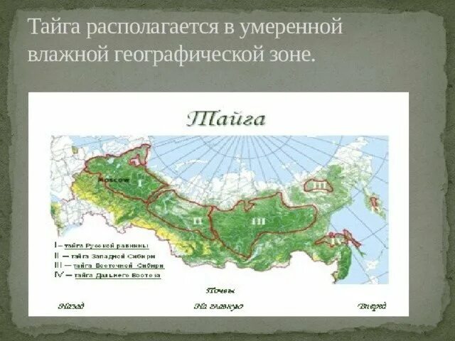 На каких территориях расположена тайга. Тайга на карте. Зона тайги на карте России. Географическое положение тайги. Тайга располагается в умеренной влажной географической зоне..