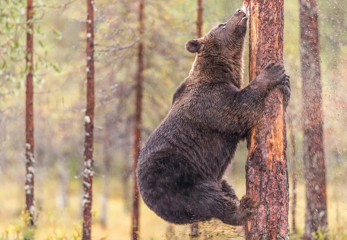 Медведь на дереве. Медвежонок на дереве. Бурый медведь. Медведь карабкается на дерево. Медведь умеет читать