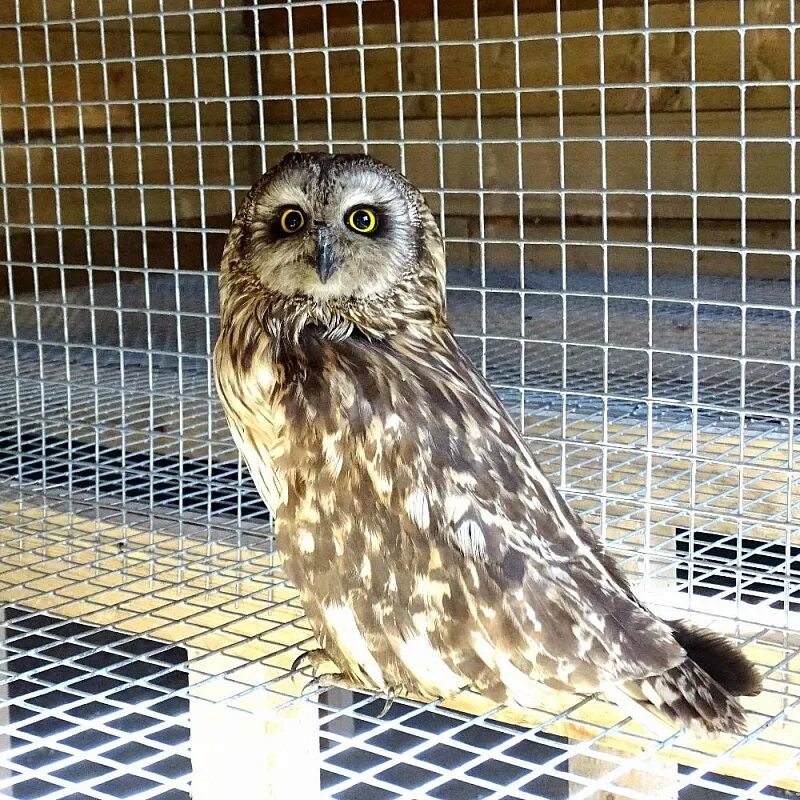 Центр реабилитации птиц. Продолжительность жизни хищных птиц. Хищные птицы презентация по биологии 7 класс. Реабилитационный центр для птиц. Крылья кузнецкий алатау реабилитационный центр.