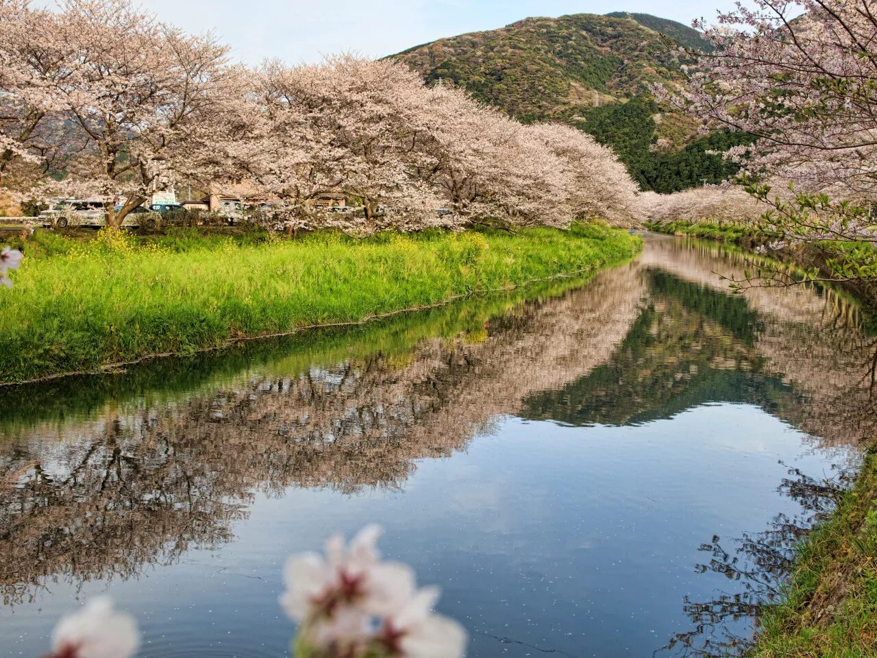 берег реки в японии. трава у реки. пейзажи с черемухой, сиренью. муйне). красивая река.