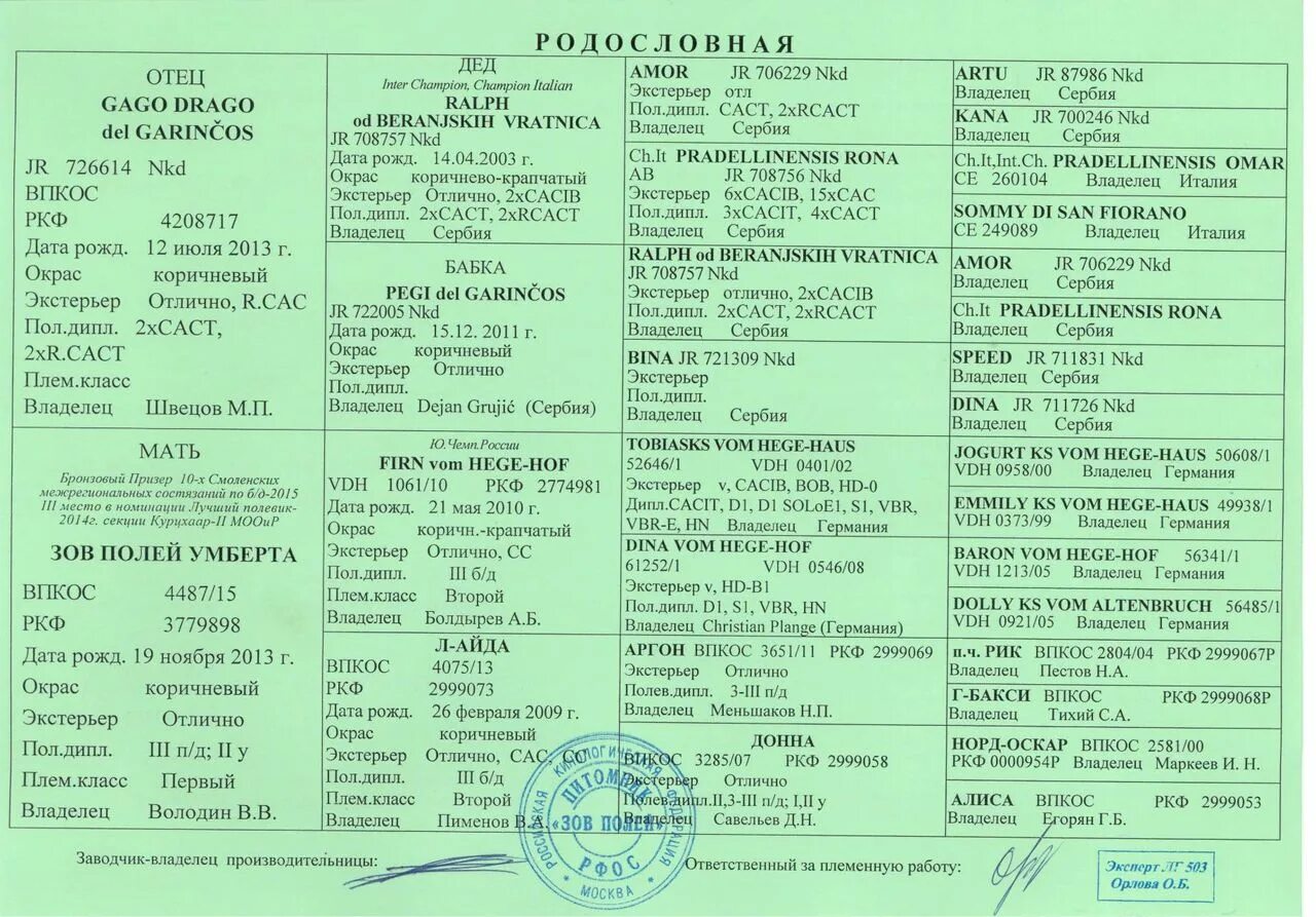 Найти родословную собаки. Курцхаар родословная. родословная собаки. родословная охотничьей собаки. родословные курцхаара.