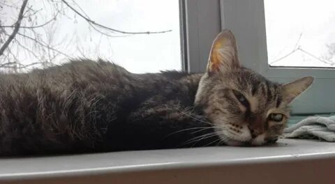 Умирающие котики