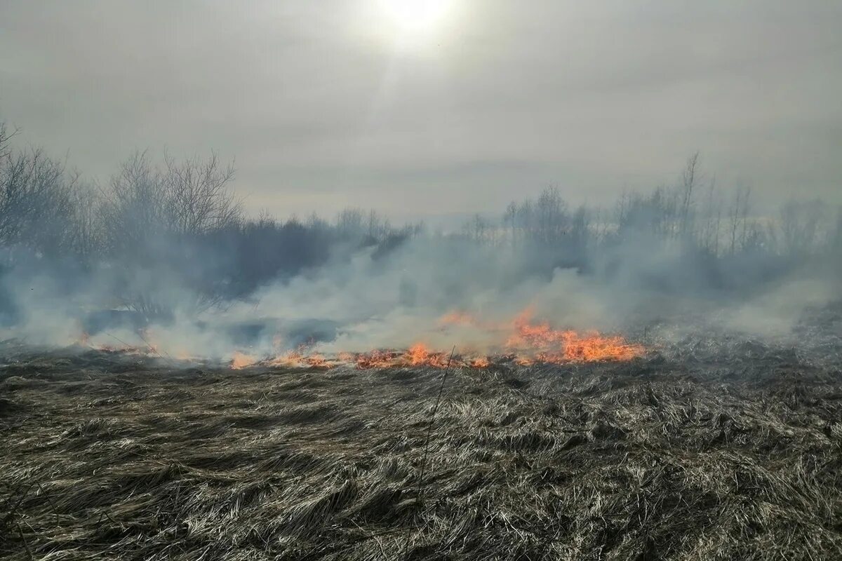 Палы сухой травы. Пожар в лесу. Травяной пожар. Пожароопасный период. Пал травы картинка