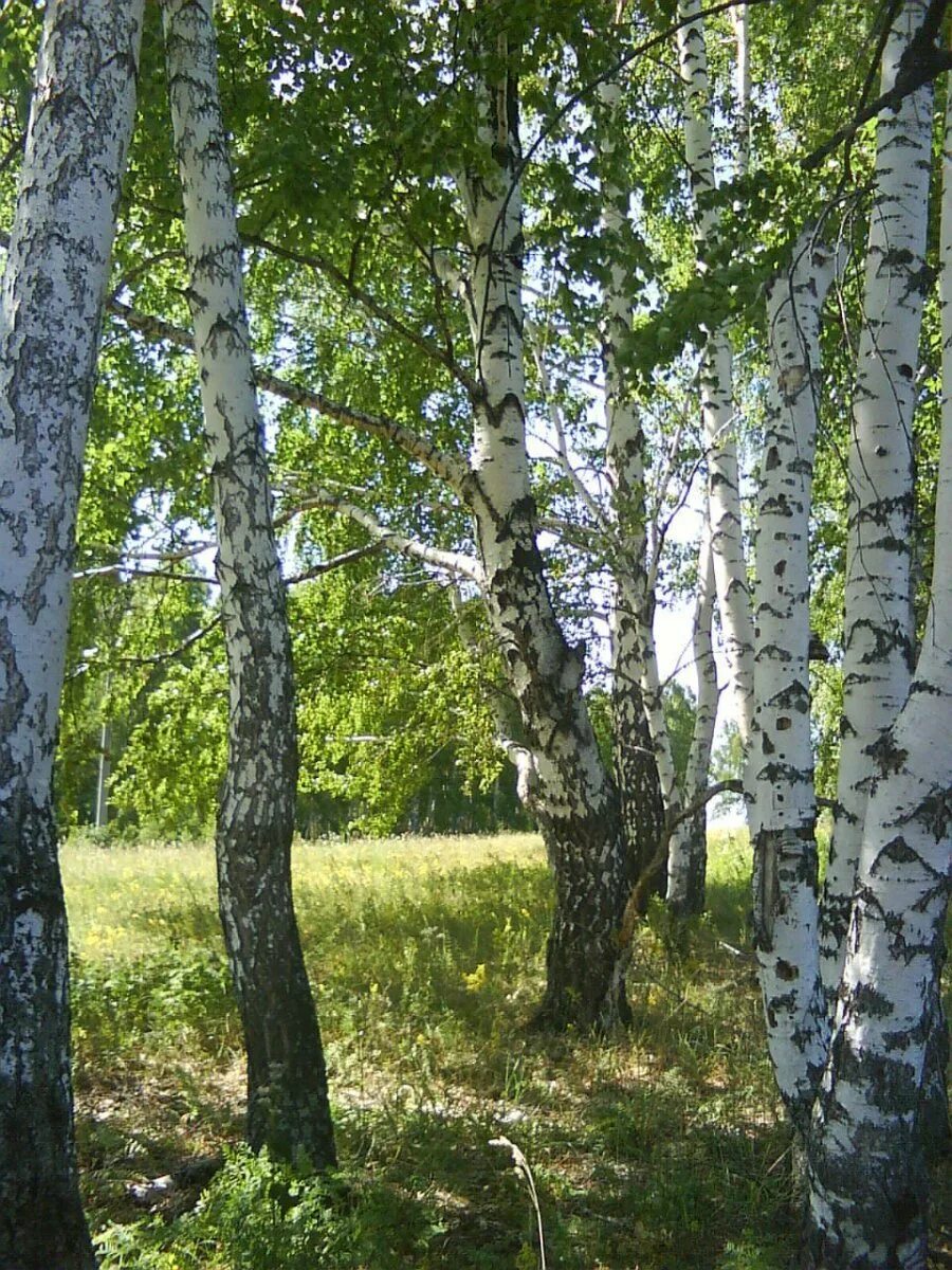 Березовая чаща. Березовая роща тула. березовая роща тула пролетарский. берёзовая роща кунгур. березовая роща кострома.