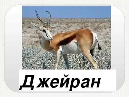 Физиологические признаки джейрана впр 5