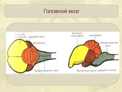 Мозг птицы мозжечок