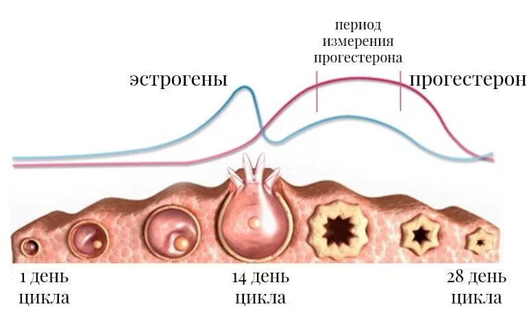 Эстроген и прогестерон. Овуляция гормоны. Эффекты эстрогена и прогестерона. Прогестерон влияние на организм.