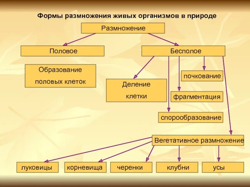 Назовите тип размножения