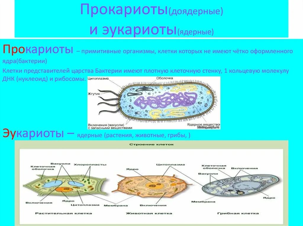 Доядерные прокариоты. Прокариотическая клетка в организме. Прокариотическая клетка (бактерия) ядра. Клетка бактерии это прокариот или эукариот. Доядерные организмы прокариоты.