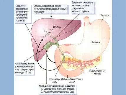 Причина оттока желчи