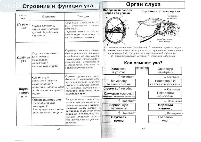 Строение органа слуха таблица. Таблица по биологии 8 класс слуховой анализатор. Строение и функции слухового анализатора таблица. Таблица слуховой анализатор 9.