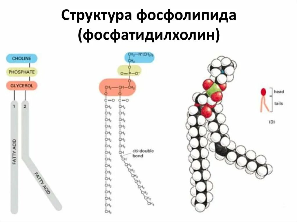 Строение фосфолипида. Фосфолипид структурная формула. Строение молекулы фосфолипида. Фосфолипиды клеточной мембраны. Фосфолипиды мембраны строение.