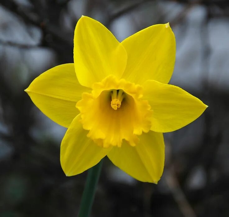 Нарцисс символ уэльса. Уэльс – нарцисс (daffodil). Нарцисс голден беллс. Нарцисс pipit. Уэльс – нарцисс (daffodil).