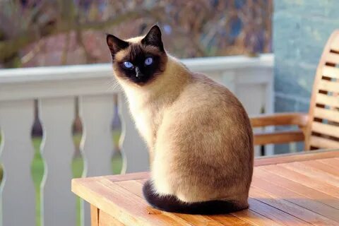 Chat full