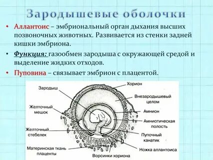 Оболочка зародыша 6