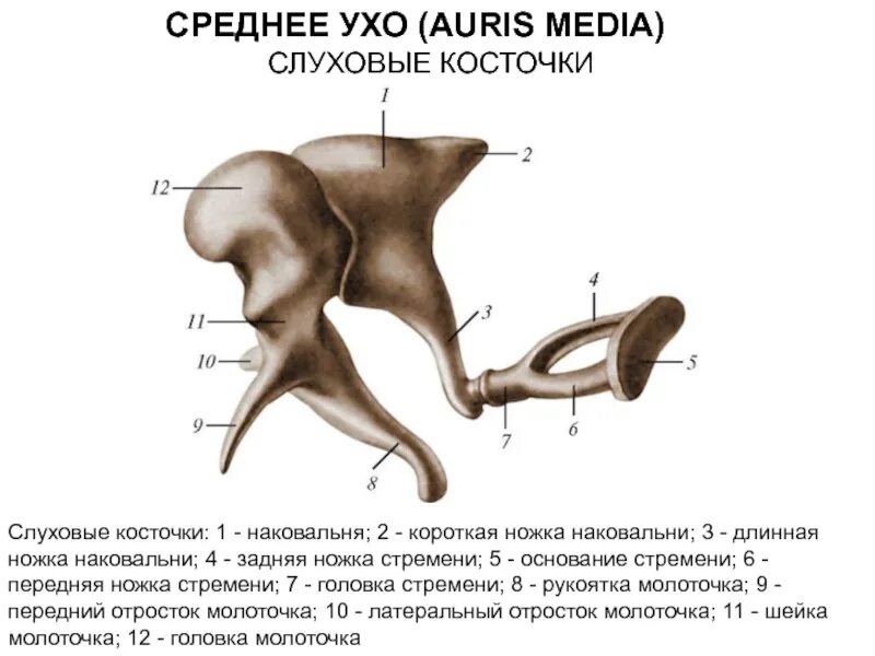 Слуховые косточки выполняют функцию. Молоточек наковальня стремечко на латыни. Молоточек наковальня стремечко анатомия. Стремечко функции. Среднее ухо молоточек наковальня и стремечко.