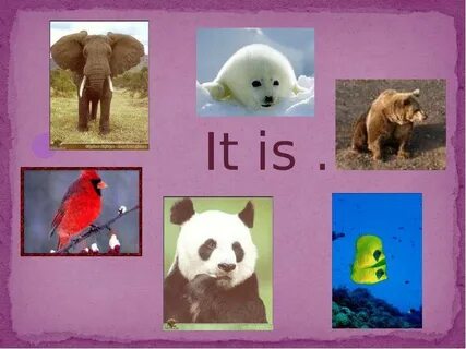 I like animals