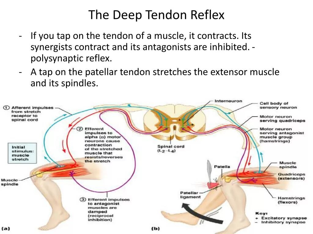 Deep tendon Reflexes. Reflex Physiology. Tendon stretch.